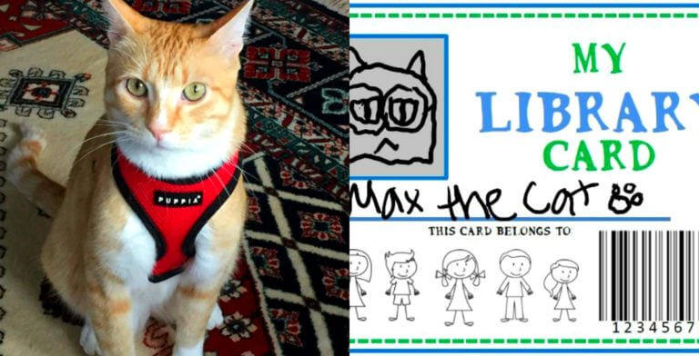 Max, o gato que foi banido de uma biblioteca nos Estados Unidos