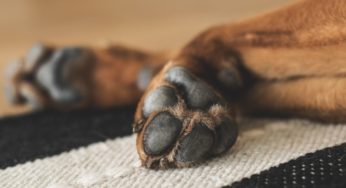 Homem tem o rosto mastigado por cachorro chamado Cujo