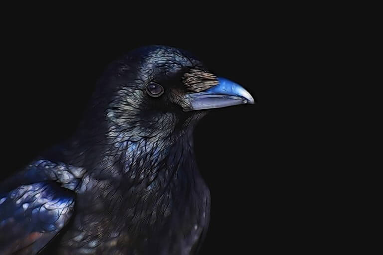 Você sabia? O corvo de Poe era originalmente um papagaio